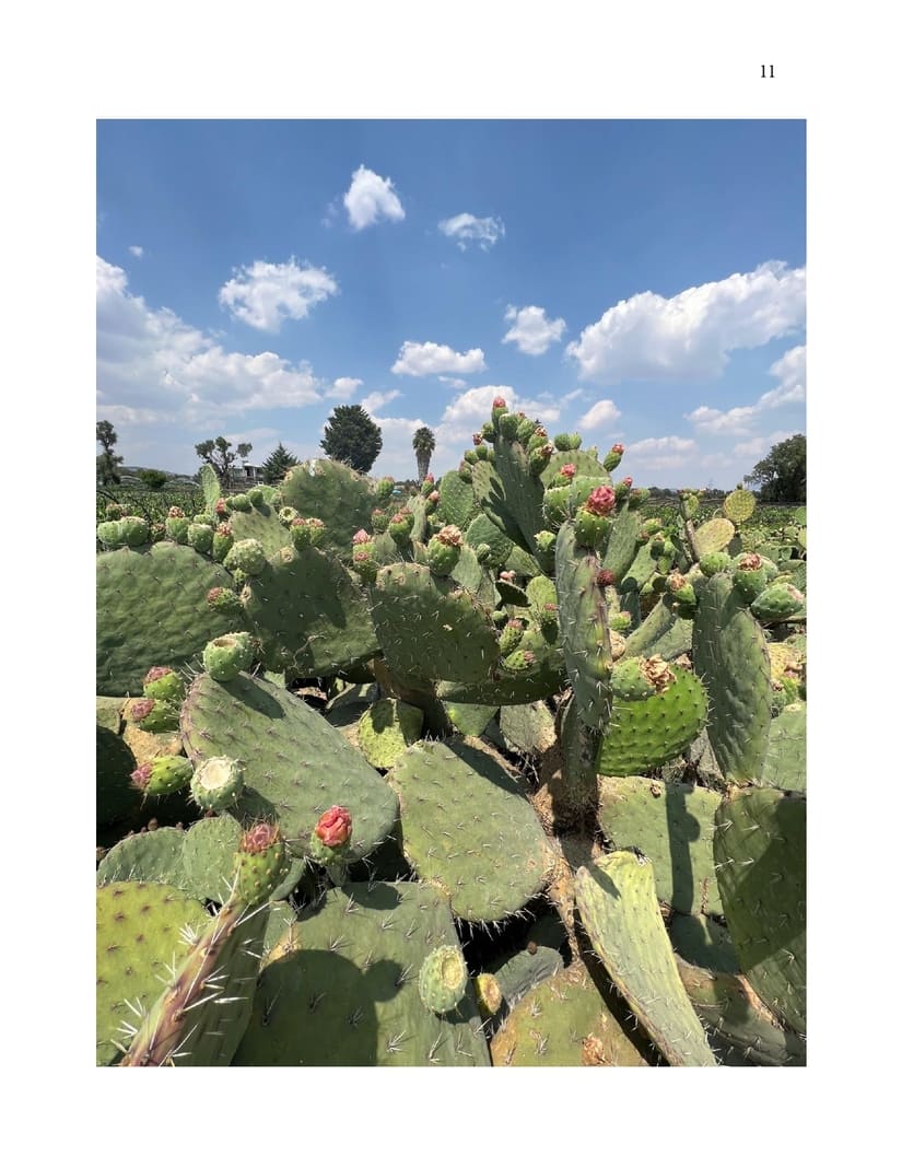NOPAL